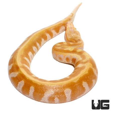 Baby T Negative Albino Blood Pythons For Sale - Underground Reptiles