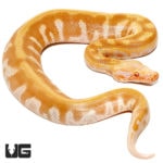 Baby T Negative Albino Blood Pythons For Sale - Underground Reptiles