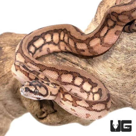 Baby Tiger Jaguar Coastal Carpet Pythons For Sale - Underground Reptiles