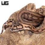 Baby Tiger Jaguar Coastal Carpet Pythons For Sale - Underground Reptiles