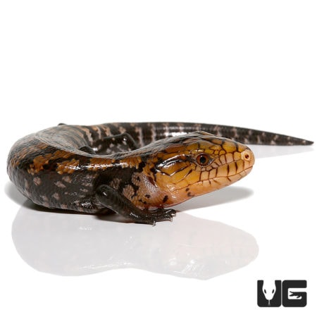 Baby Timika Blue Tongue Skinks For Sale - Underground Reptiles