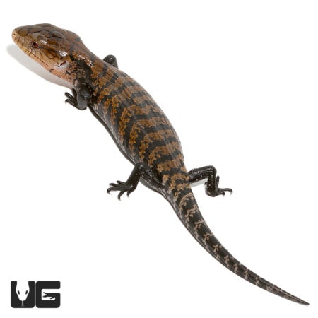 Baby Timika Blue Tongue Skinks For Sale - Underground Reptiles