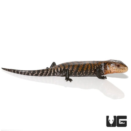 Baby Timika Blue Tongue Skinks For Sale - Underground Reptiles