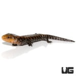 Baby Timika Blue Tongue Skinks For Sale - Underground Reptiles