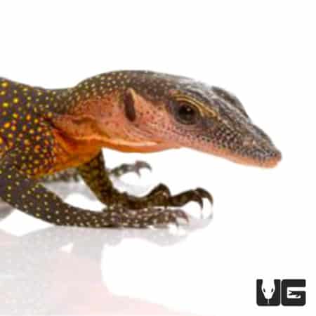 Baby Timor Monitors (Varanus timorensis) For Sale - Underground Reptiles
