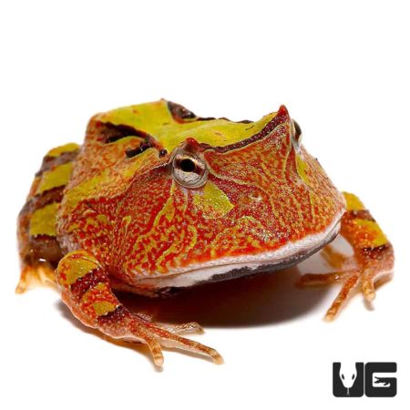 Baby Tricolor Suriname Horned Frog For Sale - Underground Reptiles