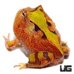Baby Tricolor Suriname Horned Frog For Sale - Underground Reptiles