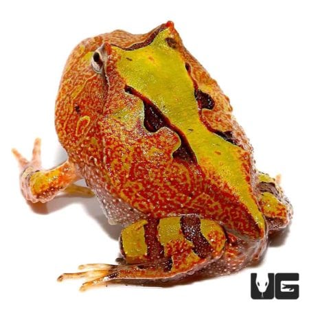 Baby Tricolor Suriname Horned Frog For Sale - Underground Reptiles