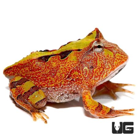 Baby Tricolor Suriname Horned Frog For Sale - Underground Reptiles