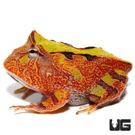 Baby Tricolor Suriname Horned Frog For Sale - Underground Reptiles
