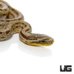 Baby Twin Spot Ratsnakes For Sale - Underground Reptiles