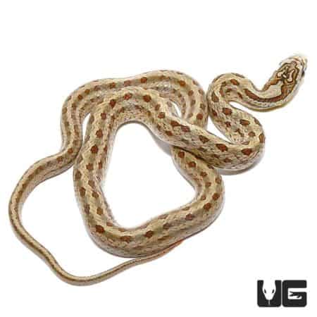 Baby Twin Spot Ratsnakes For Sale - Underground Reptiles