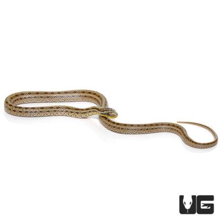 Baby Twin Spot Ratsnakes For Sale - Underground Reptiles