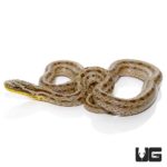 Baby Twin Spot Ratsnakes For Sale - Underground Reptiles