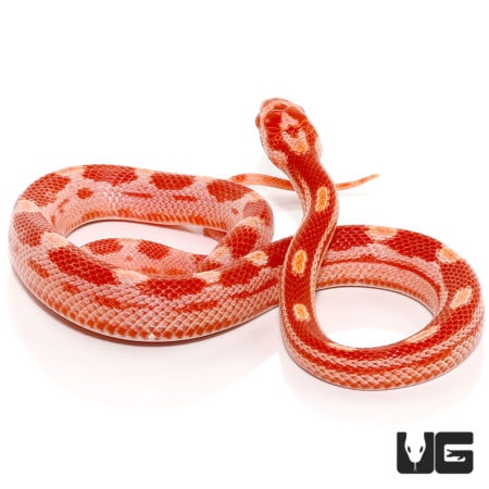 Baby Ultramel Motley Cornsnakes For Sale - Underground Reptiles