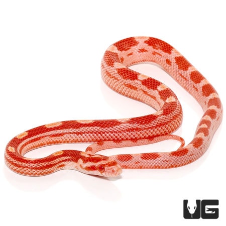 Baby Ultramel Motley Cornsnakes For Sale - Underground Reptiles