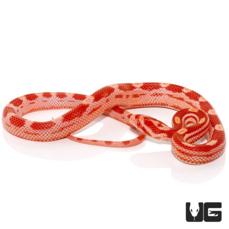 Baby Ultramel Motley Cornsnakes For Sale - Underground Reptiles