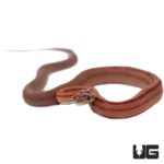 Baby Vanishing Pattern Cornsnakes For Sale - Underground Reptiles