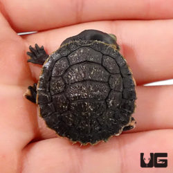 Baby Victoria Pink Eared Turtles For Sale - Underground Reptiles