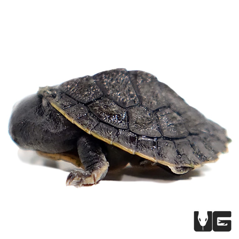 Baby Victoria Pink Eared Turtle - Underground Reptiles