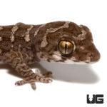 Baby Viper Geckos For Sale - Underground Reptiles