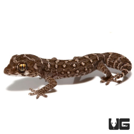 Baby Viper Geckos For Sale - Underground Reptiles