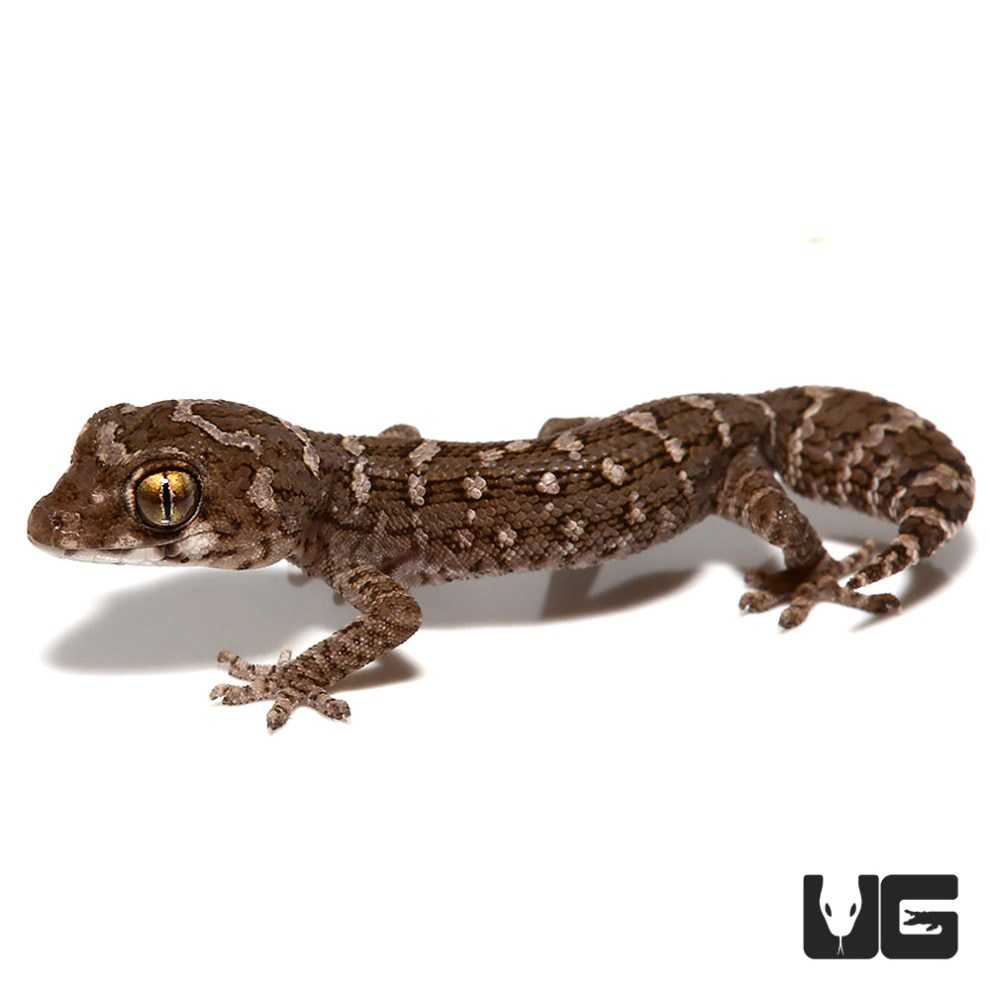 Baby Viper Geckos (Teratolepis fasciata) For Sale Underground Reptiles