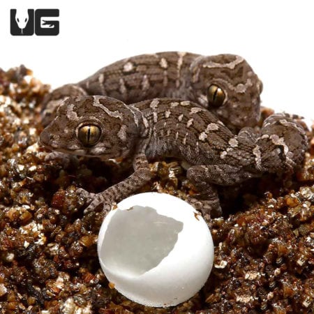 Baby Viper Geckos For Sale - Underground Reptiles