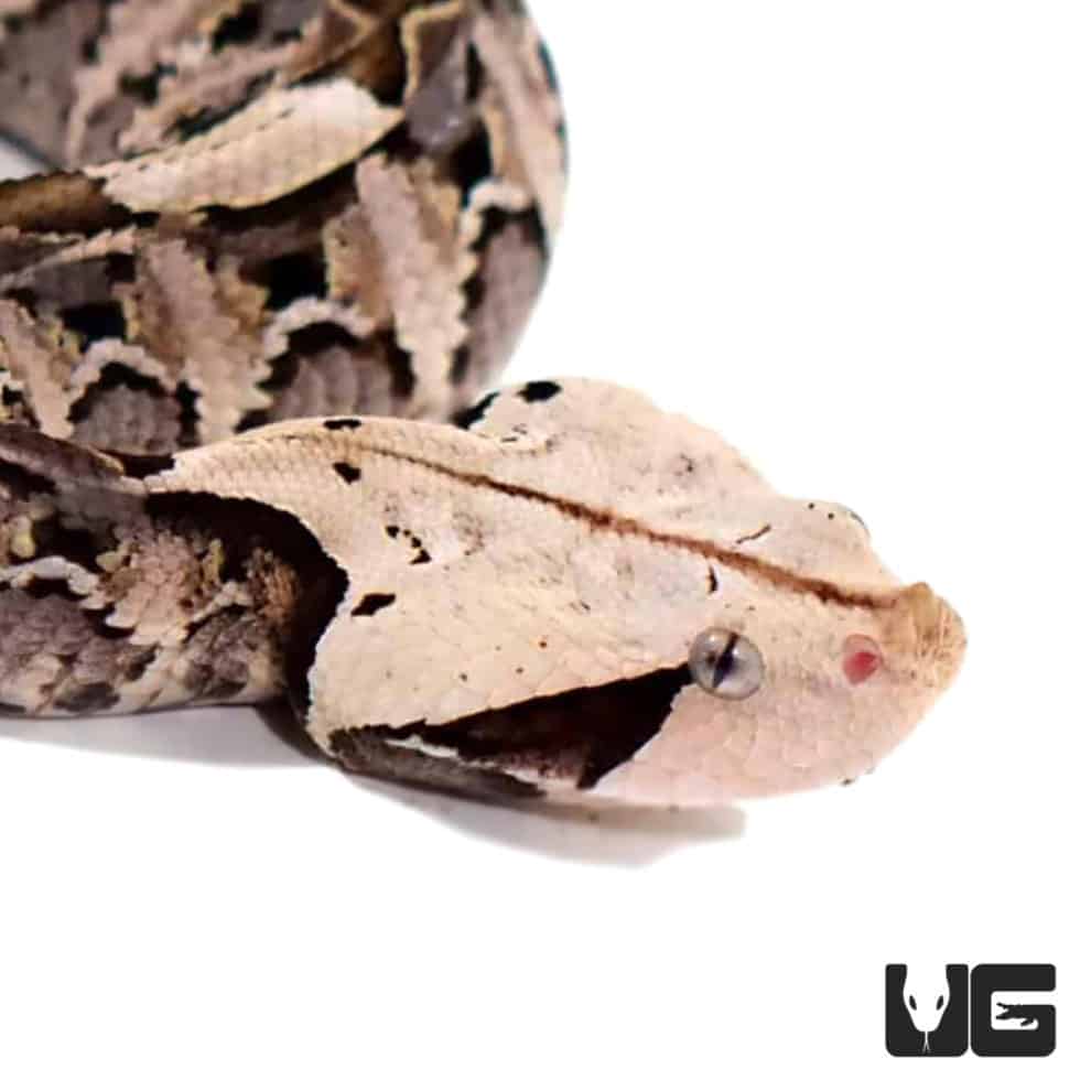 Baby West African Gaboon Viper Underground Reptiles