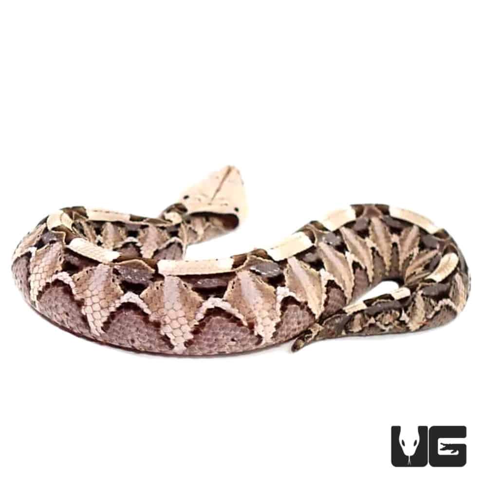 Baby West African Gaboon Viper Underground Reptiles