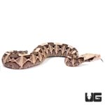 Baby West African Gaboon Vipers For Sale - Underground Reptiles