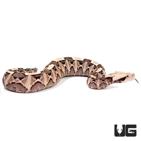 Baby West African Gaboon Vipers For Sale - Underground Reptiles