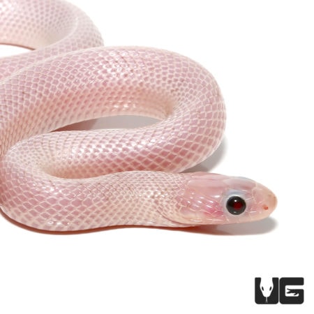 Baby White Sided Ghost Brooks Kingsnakes For Sale - Underground Reptiles