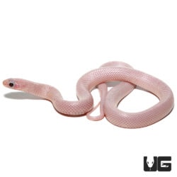Baby White Sided Ghost Brooks Kingsnakes For Sale - Underground Reptiles