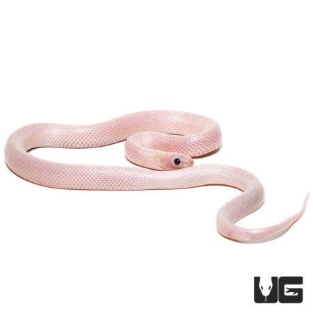 Baby White Sided Ghost Brooks Kingsnakes For Sale - Underground Reptiles