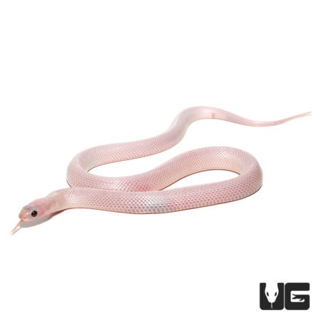 Baby White Sided Ghost Brooks Kingsnakes For Sale - Underground Reptiles