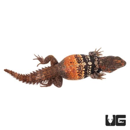Baby Yucatan Spiny Tail Iguanas (Ctenosaura Defensor) For Sale - Underground Reptiles