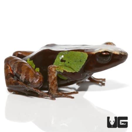 Beautiful Mantella For Sale - Underground Reptiles