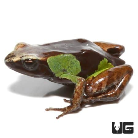 Mantella frog with vibrant green markings on its dark body.