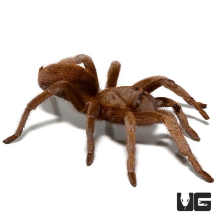 Belize Cinnamon Tarantula (Crassicus lamanai) For Sale - Underground Reptiles