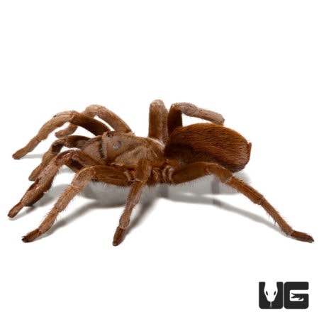 Belize Cinnamon Tarantula (Crassicus lamanai) For Sale - Underground Reptiles
