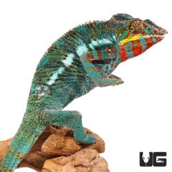Bermanja Panther Chameleons For Sale - Underground Reptiles