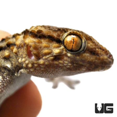 Bibron's Geckos For Sale - Underground Reptiles