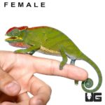 Furcifer Bifidus For Sale - Underground Reptiles