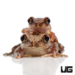 Big Eye Tree Frogs For Sale - Underground Reptiles