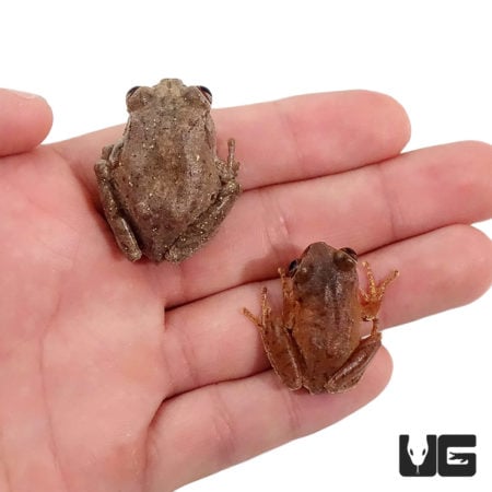 Big Eye Tree Frogs For Sale - Underground Reptiles