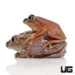 Big Eye Tree Frogs For Sale - Underground Reptiles