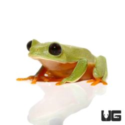 Baby Black Eyed Tree Frog For Sale - Underground Reptiles
