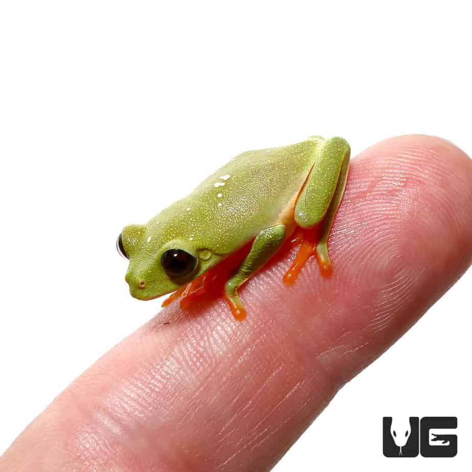 purple red eyed tree frog for sale