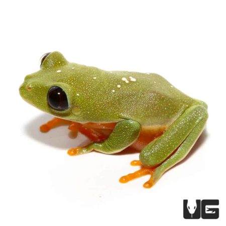 Baby Black Eyed Tree Frog For Sale - Underground Reptiles